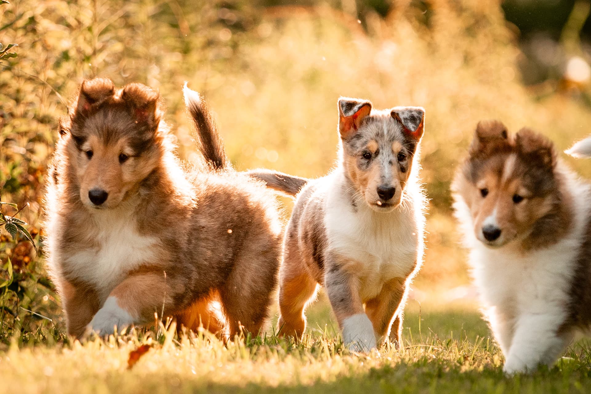 Collie Puppies